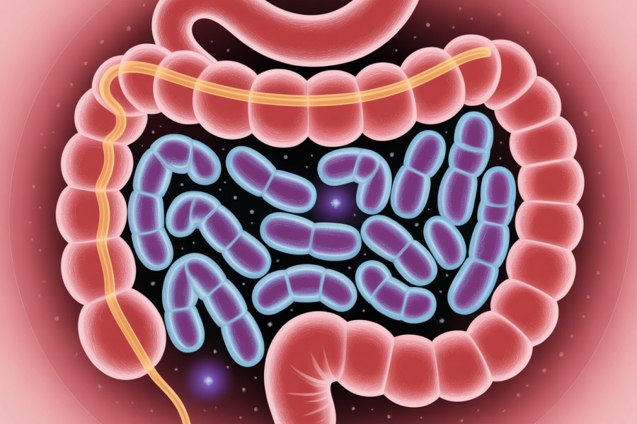 Unlocking the Future of Gut Health with Probiotics – Sit Tight Now